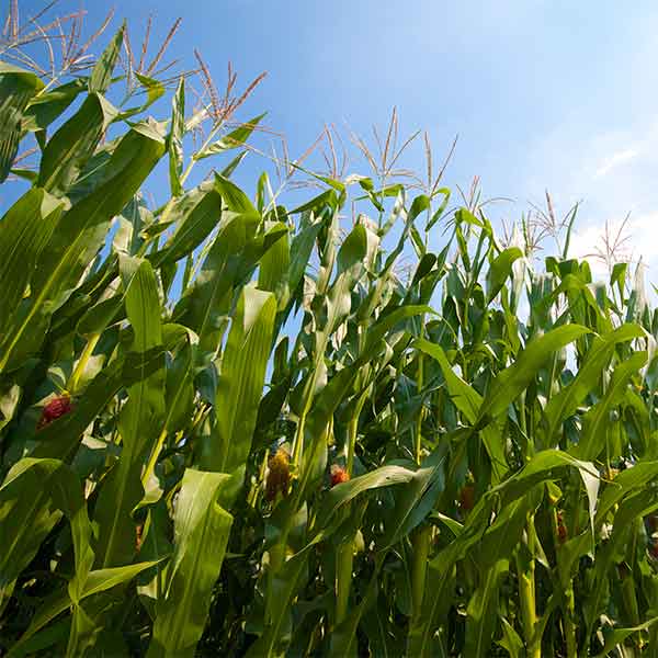 Corn field representing the Bio Processing industry